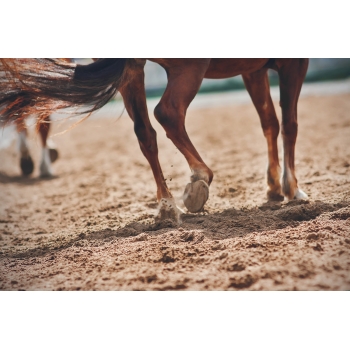 Geowłóknina HOMOLOGOWANA PP Polipropylenowa na ujeżdżalnie, lonżownik 16kN/m2. Szerokość 2m